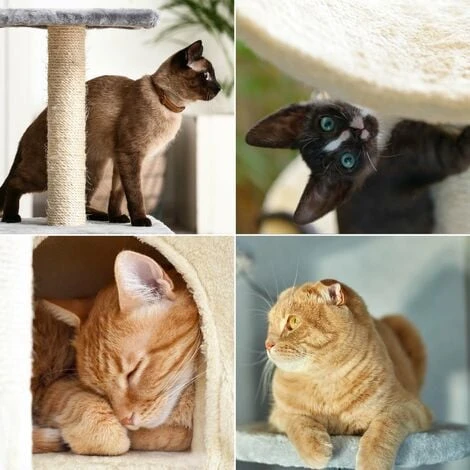 WILTEC Arbre à Chat Beige 71cm Arbre D’escalade Arbre De Grattage Jeu Chats – Image 2